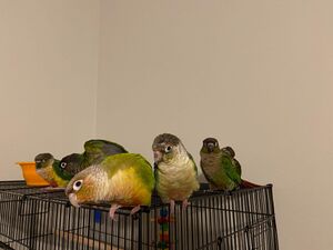 Conure-Group 662266871037880.jpeg